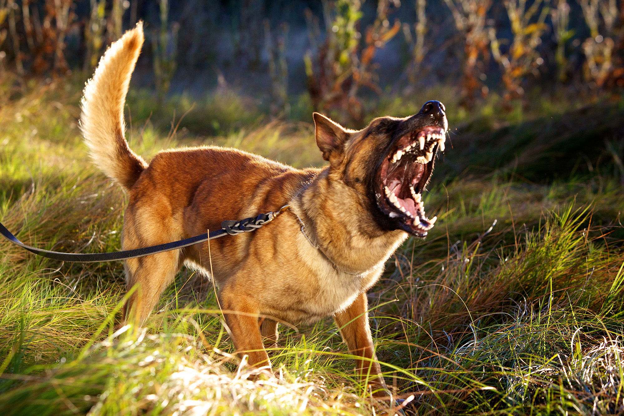 Dog Attack, Animal Bites - Poorly trained pets, bad dog, dangerous animals injury compensation claims Bradford